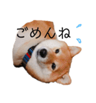 柴犬の八朔（個別スタンプ：9）