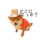 柴犬の八朔（個別スタンプ：10）