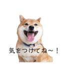 柴犬の八朔（個別スタンプ：11）