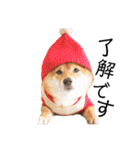 柴犬の八朔（個別スタンプ：12）