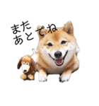 柴犬の八朔（個別スタンプ：13）