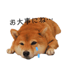 柴犬の八朔（個別スタンプ：14）