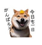 柴犬の八朔（個別スタンプ：15）