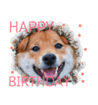柴犬の八朔（個別スタンプ：16）