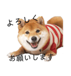 柴犬の八朔（個別スタンプ：17）