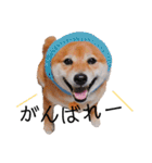 柴犬の八朔（個別スタンプ：18）