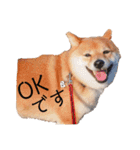 柴犬の八朔（個別スタンプ：19）