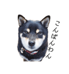 柴犬の八朔（個別スタンプ：20）