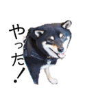 柴犬の八朔（個別スタンプ：21）
