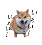 柴犬の八朔（個別スタンプ：22）