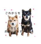 柴犬の八朔（個別スタンプ：23）