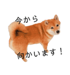 柴犬の八朔（個別スタンプ：24）