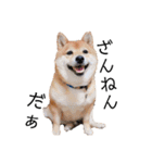 柴犬の八朔（個別スタンプ：25）