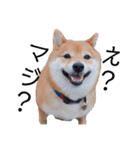 柴犬の八朔（個別スタンプ：26）