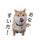 柴犬の八朔（個別スタンプ：27）