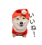 柴犬の八朔（個別スタンプ：28）