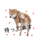 柴犬の八朔（個別スタンプ：29）