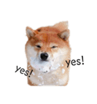 柴犬の八朔（個別スタンプ：30）