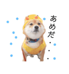 柴犬の八朔（個別スタンプ：31）