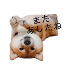 柴犬の八朔（個別スタンプ：32）