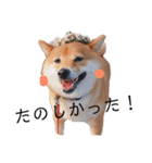 柴犬の八朔（個別スタンプ：33）