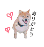 柴犬の八朔（個別スタンプ：34）