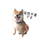 柴犬の八朔（個別スタンプ：35）