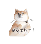柴犬の八朔（個別スタンプ：36）
