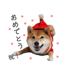柴犬の八朔（個別スタンプ：37）
