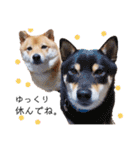 柴犬の八朔（個別スタンプ：38）