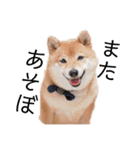 柴犬の八朔（個別スタンプ：39）