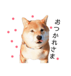 柴犬の八朔（個別スタンプ：40）