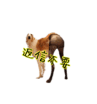 愉快なイヴ家のボルさんズ（個別スタンプ：24）