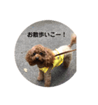 トイプードルのふぁど2です（個別スタンプ：10）