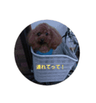 トイプードルのふぁど2です（個別スタンプ：11）