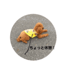 トイプードルのふぁど2です（個別スタンプ：13）
