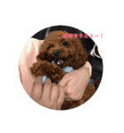 トイプードルのふぁど2です（個別スタンプ：14）