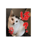 マロコロギー（個別スタンプ：9）