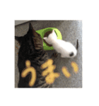 マロコロギー（個別スタンプ：15）