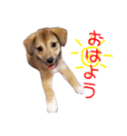 ごきげんモモさん（個別スタンプ：3）