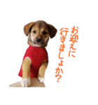 ごきげんモモさん（個別スタンプ：5）