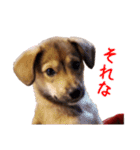 ごきげんモモさん（個別スタンプ：10）