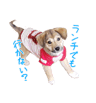 ごきげんモモさん（個別スタンプ：11）