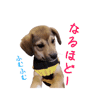 ごきげんモモさん（個別スタンプ：15）