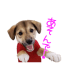 ごきげんモモさん（個別スタンプ：17）
