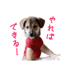 ごきげんモモさん（個別スタンプ：19）