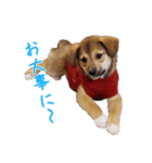 ごきげんモモさん（個別スタンプ：22）