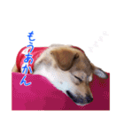 ごきげんモモさん（個別スタンプ：31）