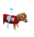 ごきげんモモさん（個別スタンプ：33）