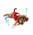 ごきげんモモさん（個別スタンプ：36）